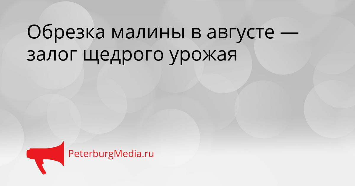 Обрезка малины в августе — залог щедрого урожая