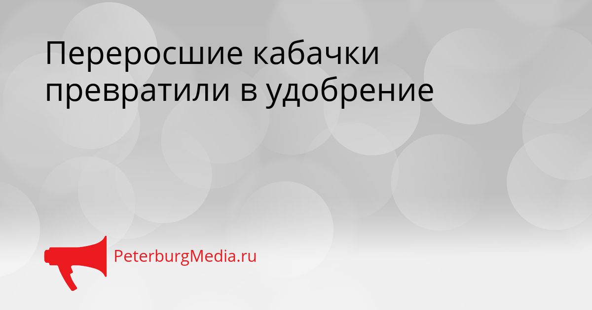 Переросшие кабачки превратили в удобрение