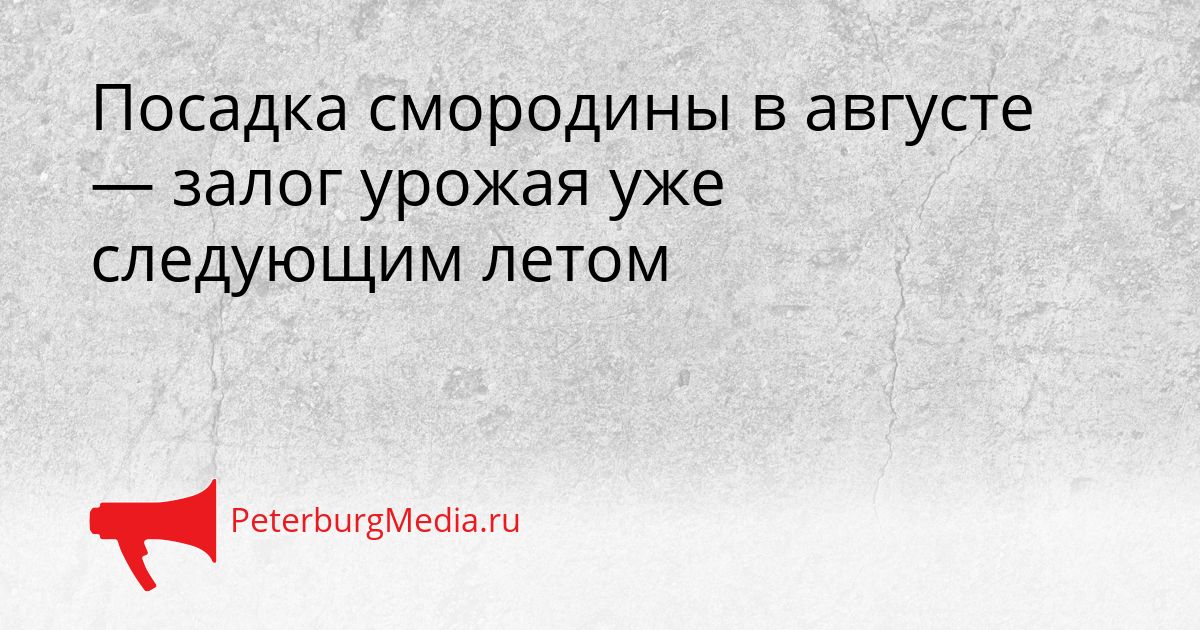 Посадка смородины в августе — залог урожая уже следующим летом
