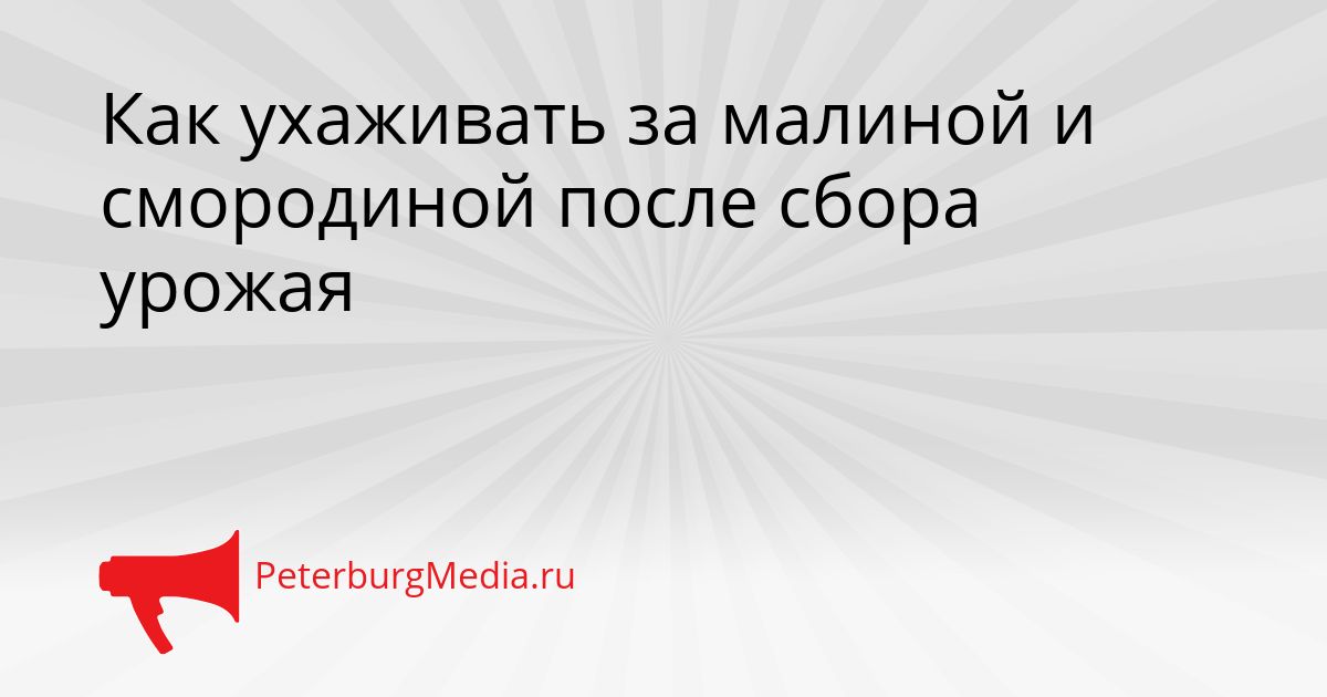 Как ухаживать за малиной и смородиной после сбора урожая