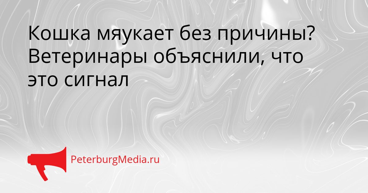 Кошка мяукает без причины? Ветеринары объяснили, что это сигнал