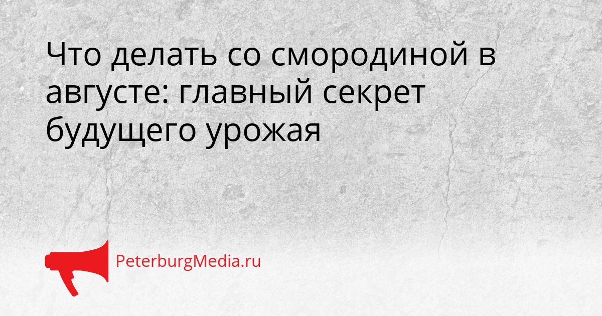 Что делать со смородиной в августе: главный секрет будущего урожая