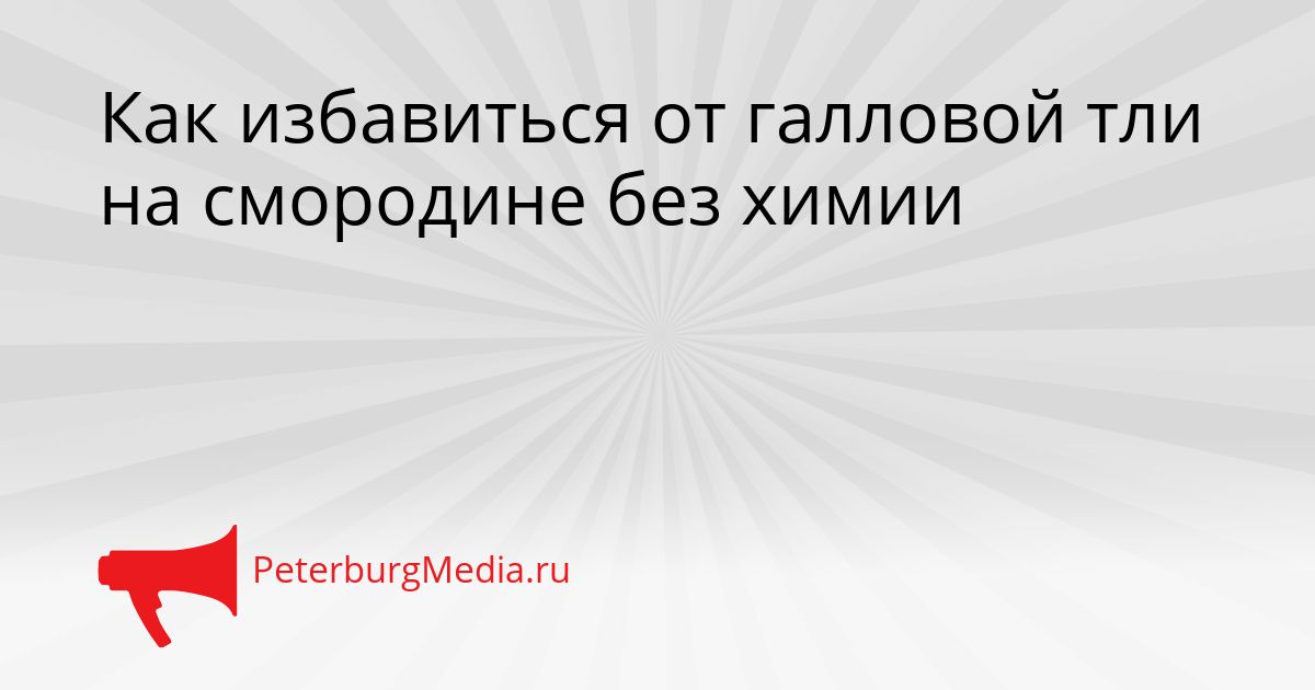 Как избавиться от галловой тли на смородине без химии