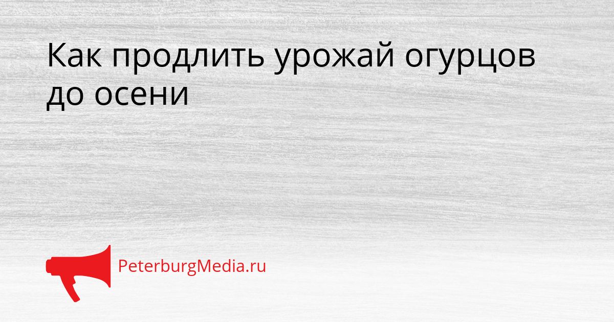 Как продлить урожай огурцов до осени