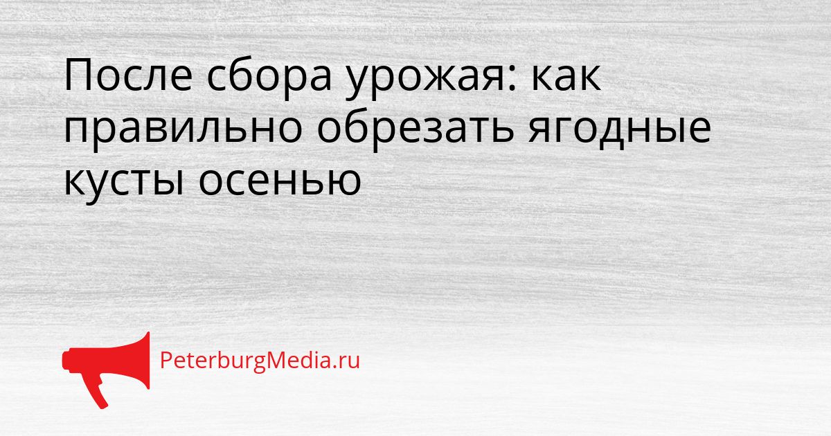 После сбора урожая: как правильно обрезать ягодные кусты осенью