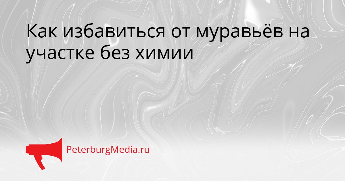 Как избавиться от муравьёв на участке без химии
