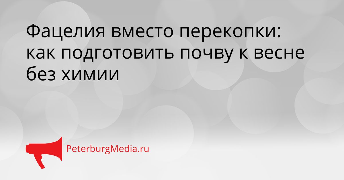 Фацелия вместо перекопки: как подготовить почву к весне без химии