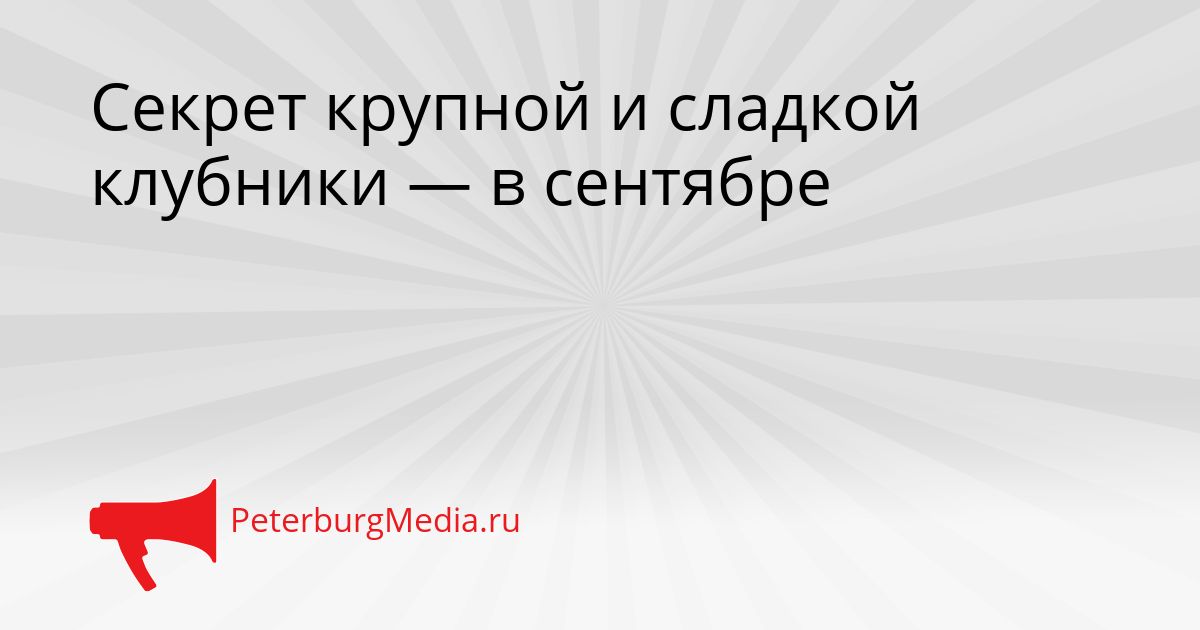 Секрет крупной и сладкой клубники — в сентябре