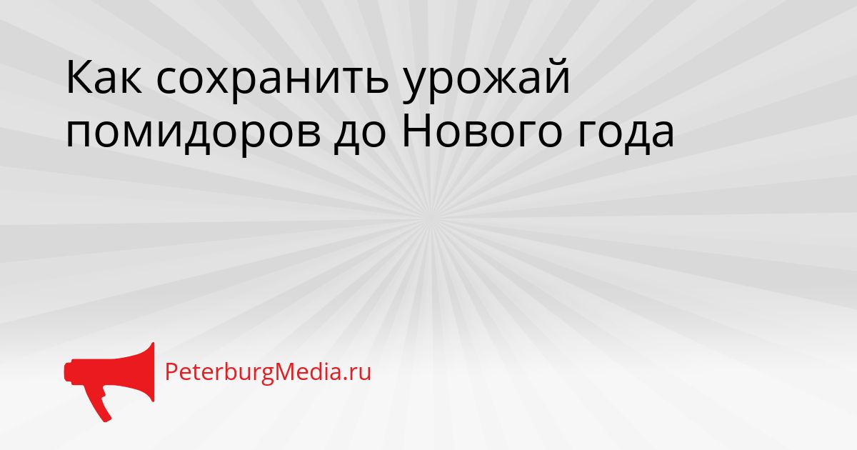 Как сохранить урожай помидоров до Нового года