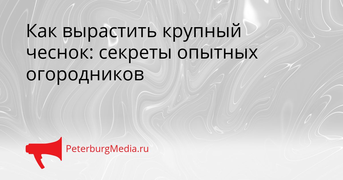 Как вырастить крупный чеснок: секреты опытных огородников