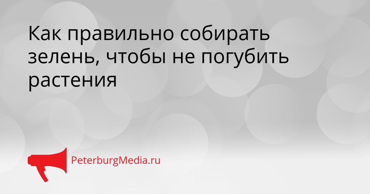 Как правильно собирать зелень, чтобы не погубить растения