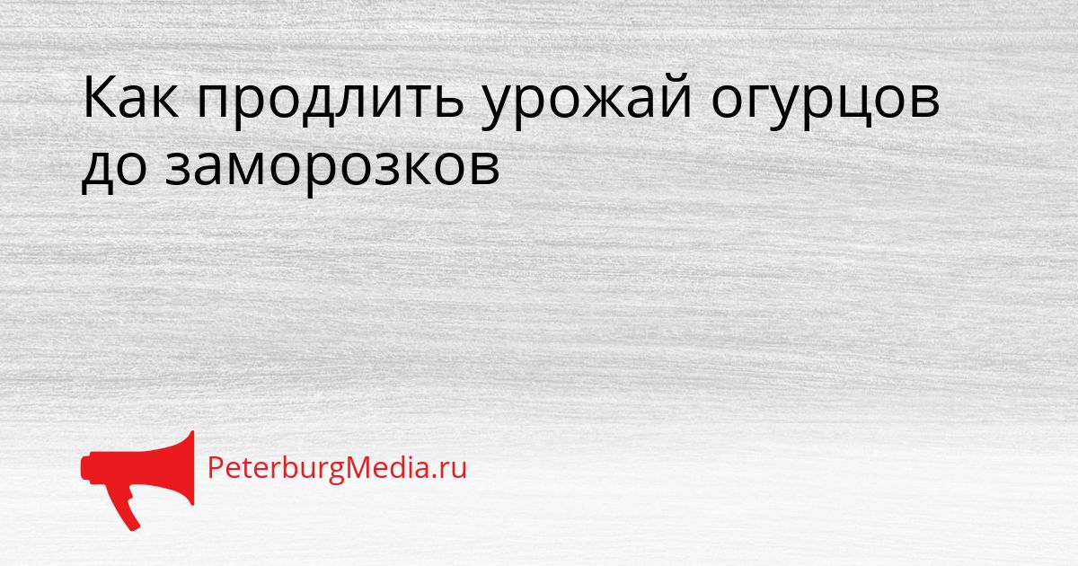 Как продлить урожай огурцов до заморозков