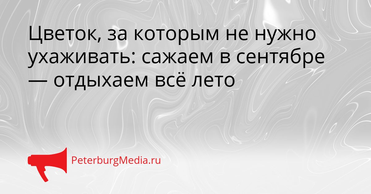 Цветок, за которым не нужно ухаживать: сажаем в сентябре — отдыхаем всё лето