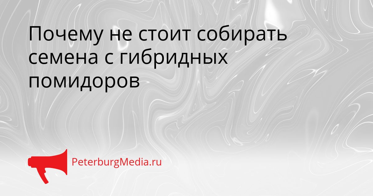 Почему не стоит собирать семена с гибридных помидоров Сгенерировано