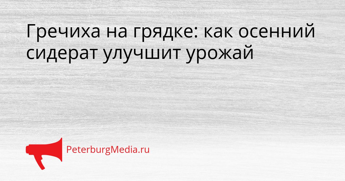 Гречиха на грядке: как осенний сидерат улучшит урожай