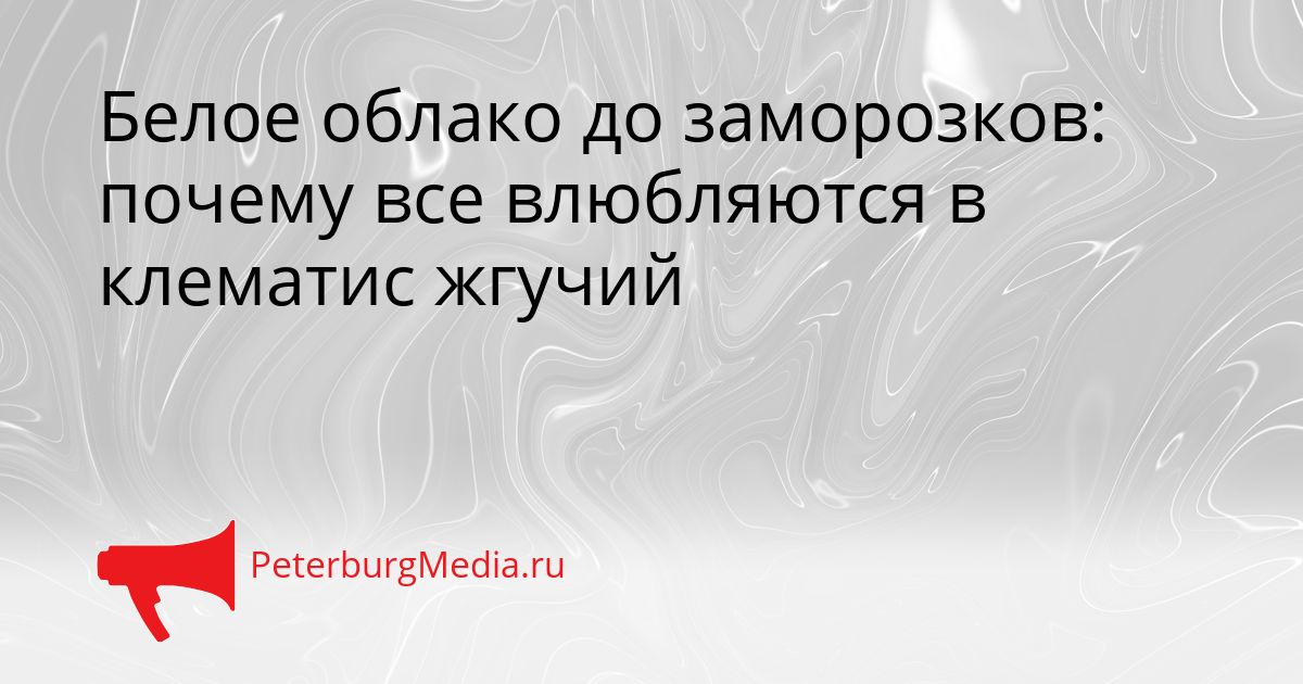 Белое облако до заморозков: почему все влюбляются в клематис жгучий