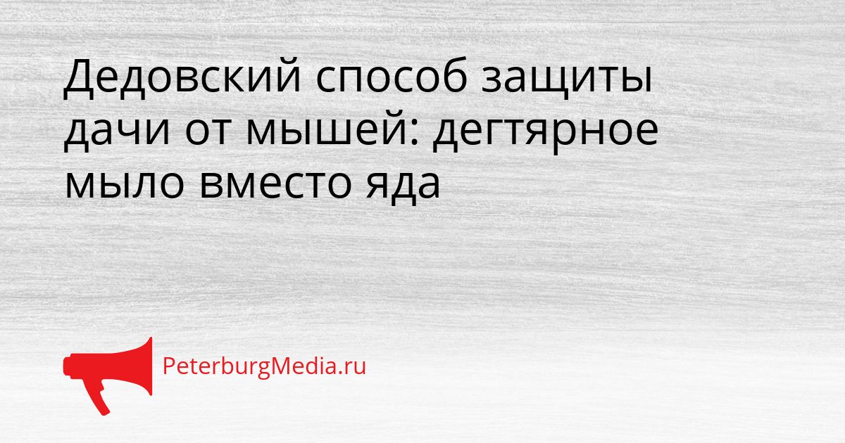 Дедовский способ защиты дачи от мышей: дегтярное мыло вместо яда