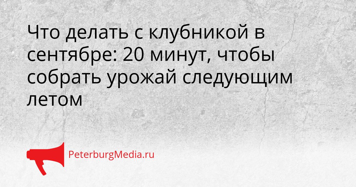 Что делать с клубникой в сентябре: 20 минут, чтобы собрать урожай следующим летом