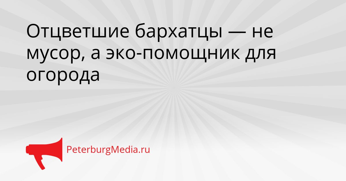 Отцветшие бархатцы — не мусор, а эко-помощник для огорода