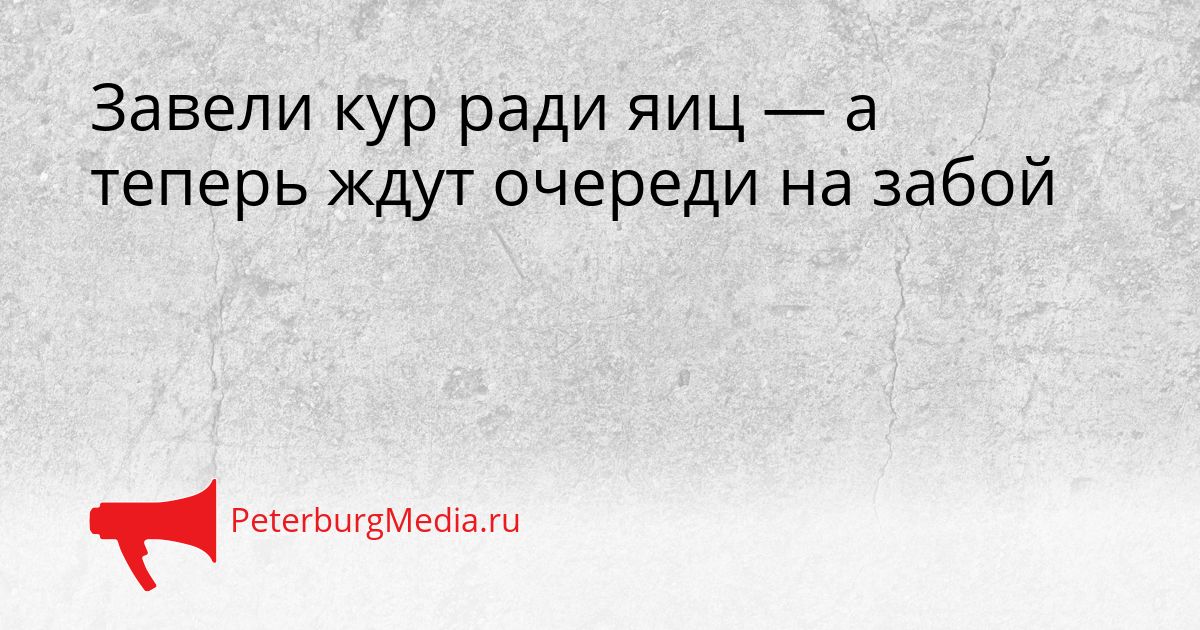 Завели кур ради яиц — а теперь ждут очереди на забой