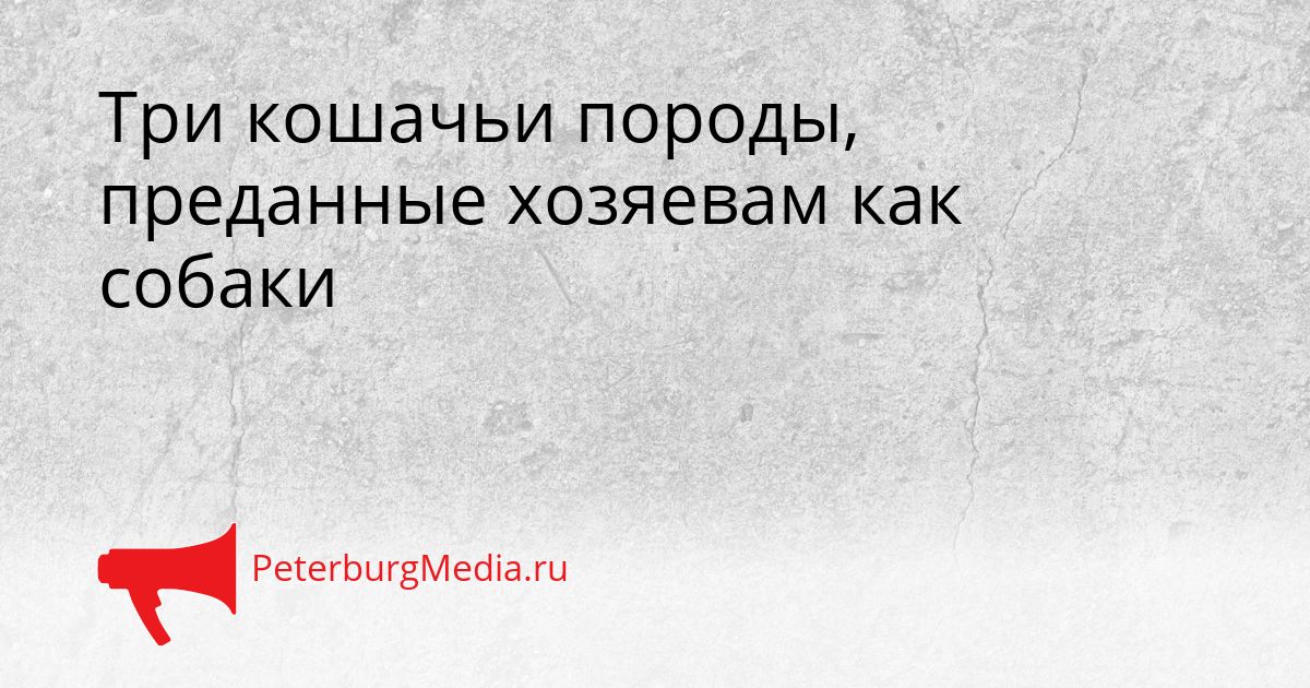 Три кошачьи породы, преданные хозяевам как собаки