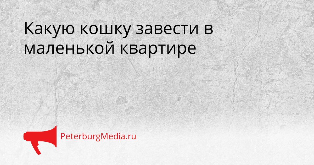 Какую кошку завести в маленькой квартире