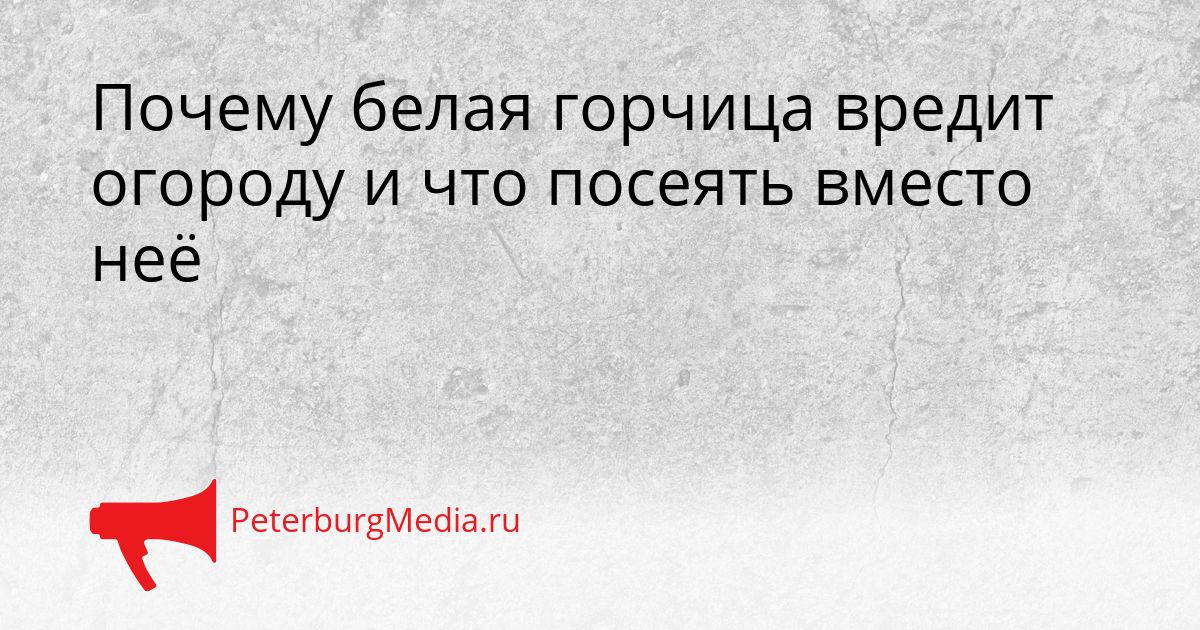 Почему белая горчица вредит огороду и что посеять вместо неё