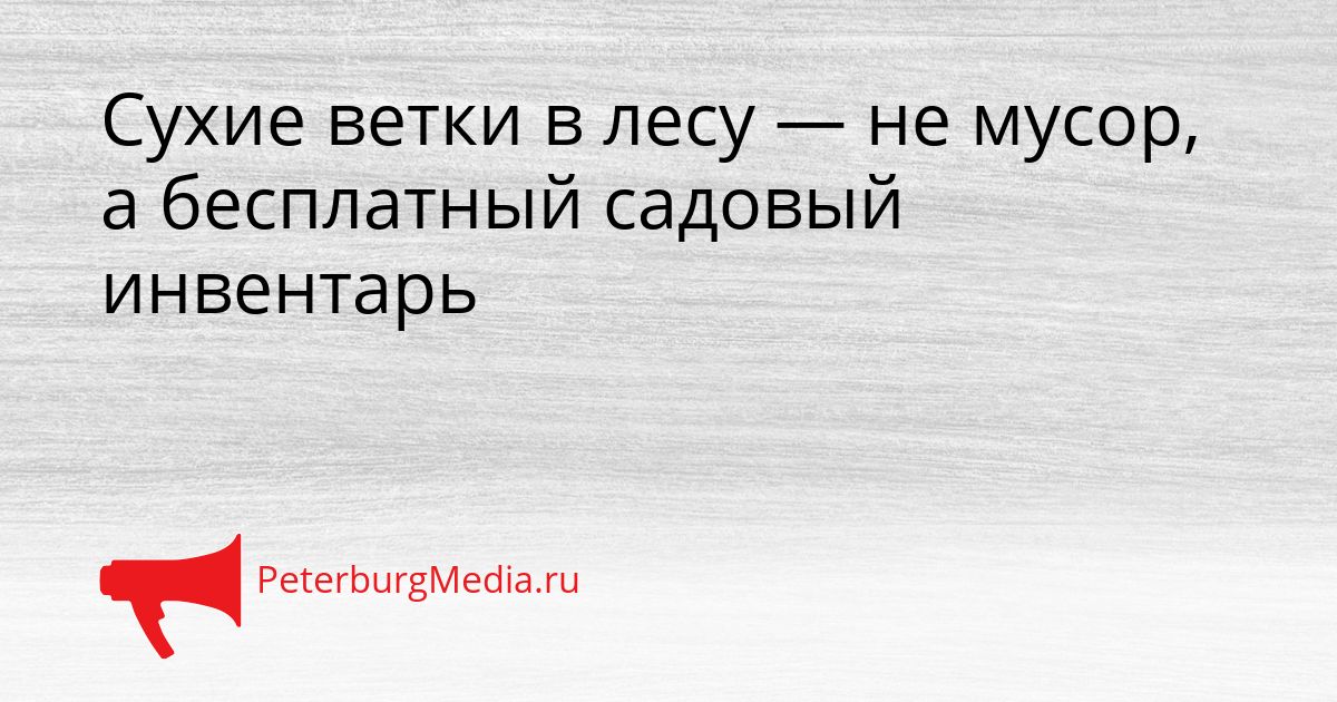 Сухие ветки в лесу — не мусор, а бесплатный садовый инвентарь