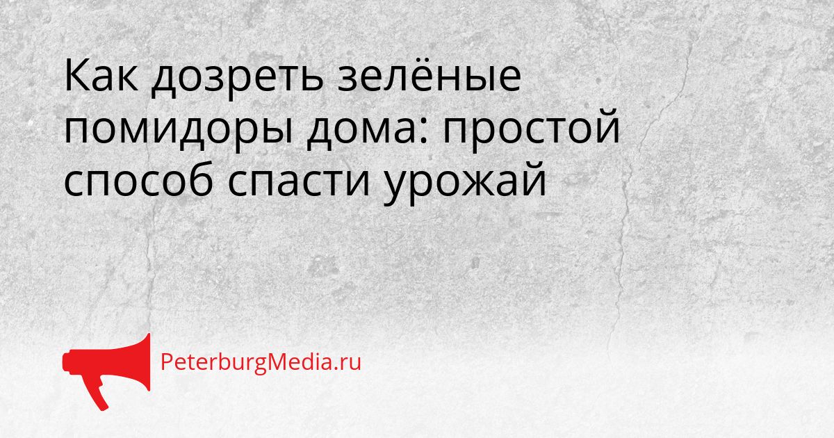 Как дозреть зелёные помидоры дома: простой способ спасти урожай