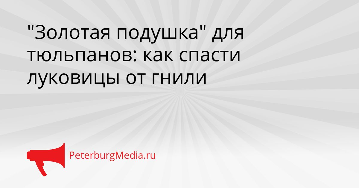 "Золотая подушка" для тюльпанов: как спасти луковицы от гнили