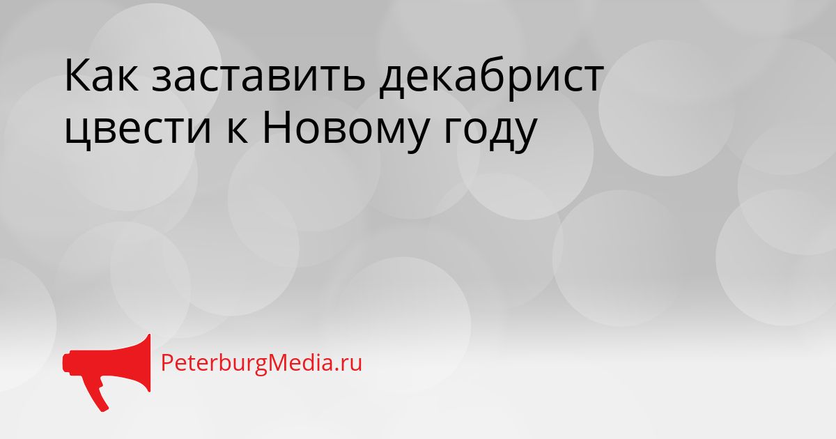 Как заставить декабрист цвести к Новому году