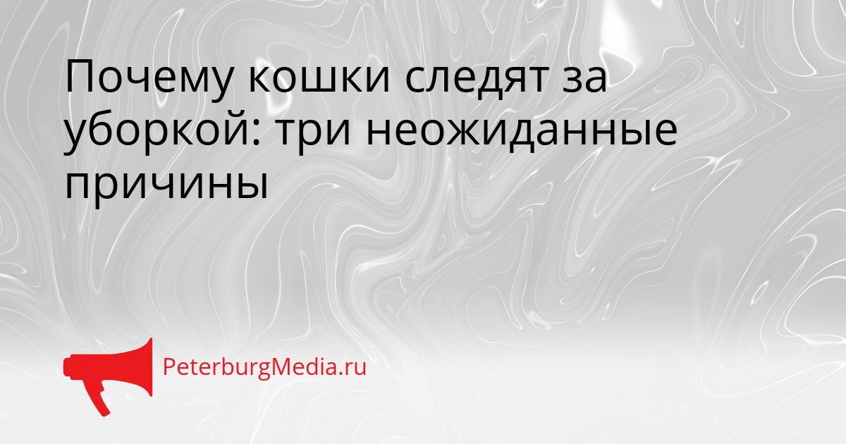 Почему кошки следят за уборкой: три неожиданные причины