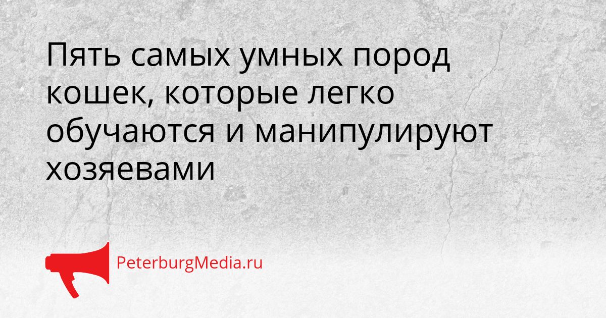 Пять самых умных пород кошек, которые легко обучаются и манипулируют хозяевами