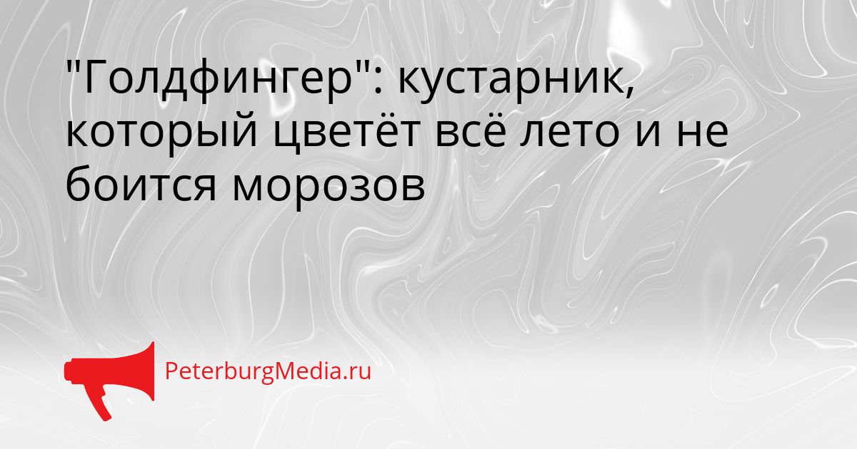 "Голдфингер": кустарник, который цветёт всё лето и не боится морозов