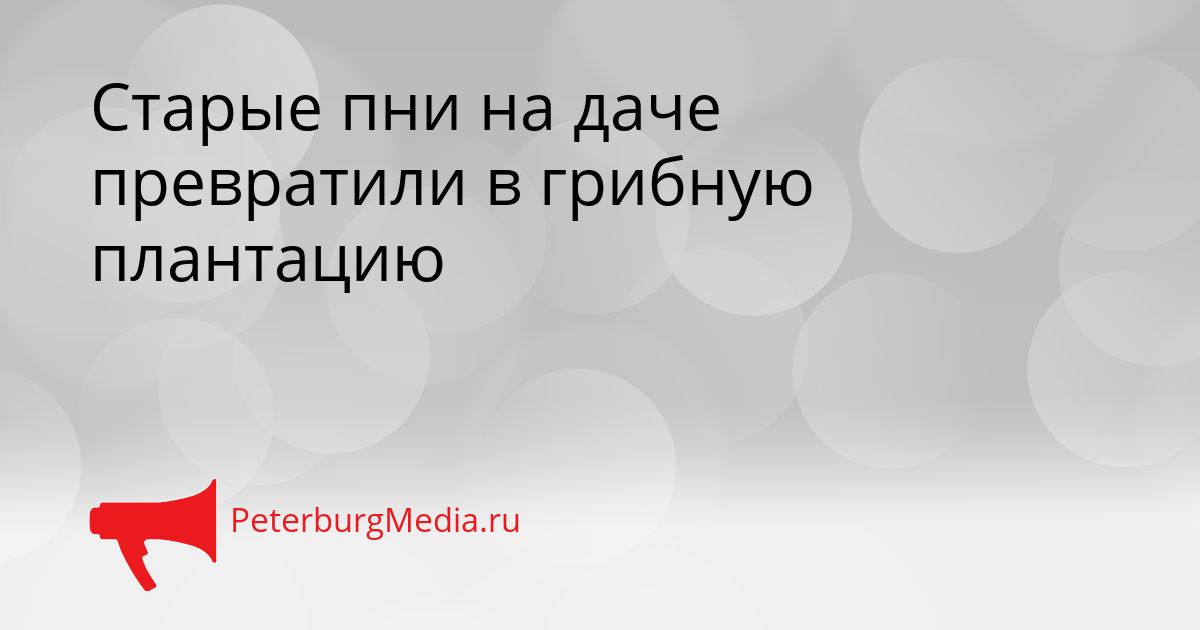 Старые пни на даче превратили в грибную плантацию