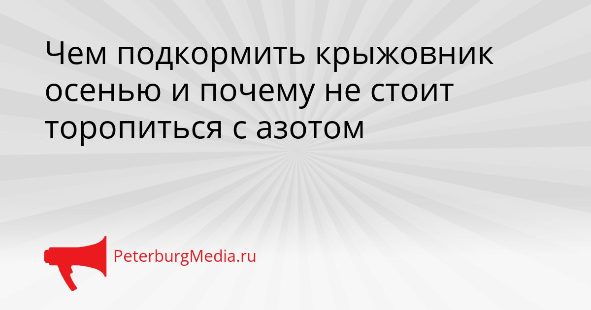 Чем подкормить крыжовник осенью и почему не стоит торопиться с азотом
