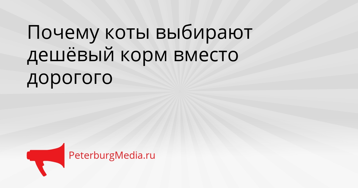 Почему коты выбирают дешёвый корм вместо дорогого Сгенерировано