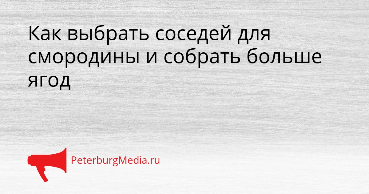 Как выбрать соседей для смородины и собрать больше ягод Сгенерировано
