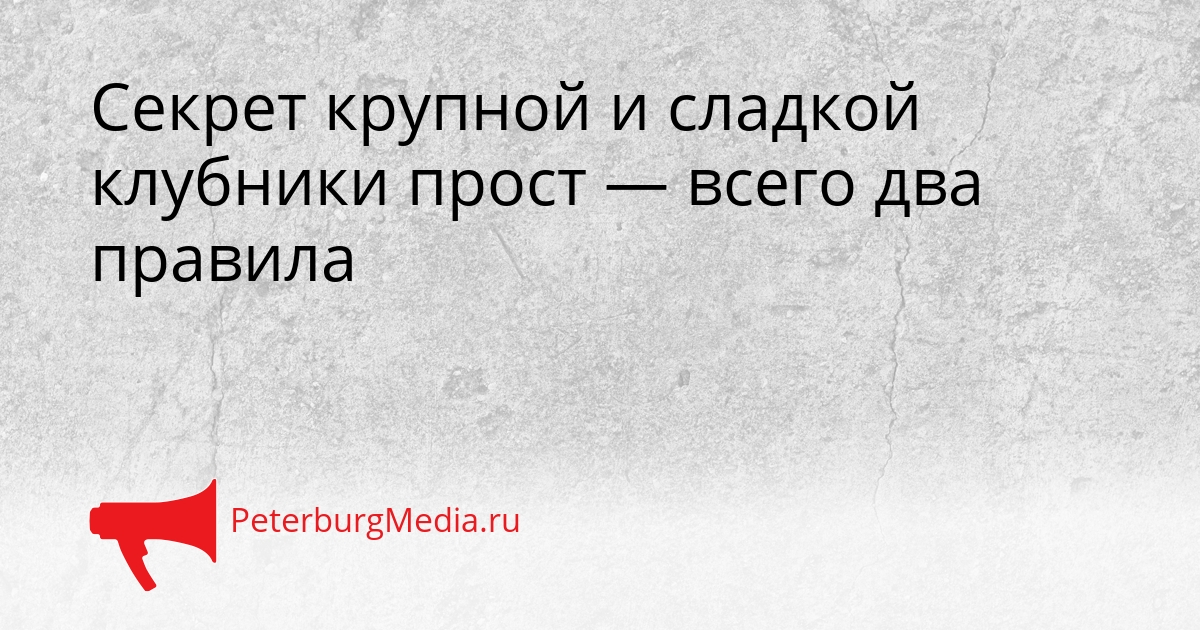 Секрет крупной и сладкой клубники прост — всего два правила Сгенерировано