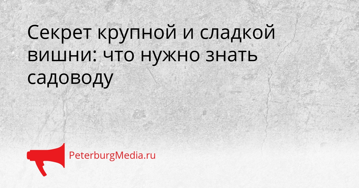 Секрет крупной и сладкой вишни: что нужно знать садоводу Сгенерировано