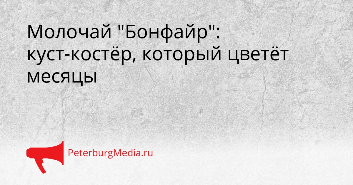 Молочай &quotБонфайр&quot: куст-костёр, который цветёт месяцы Сгенерировано