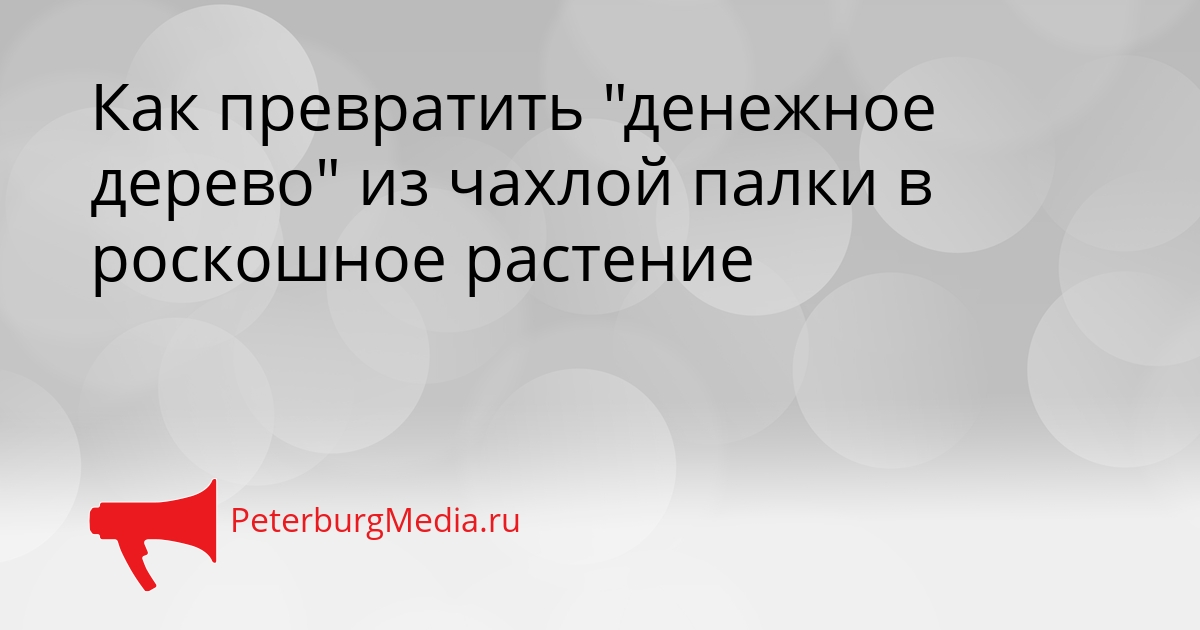 Как превратить &quotденежное дерево&quot из чахлой палки в роскошное растение Сгенерировано