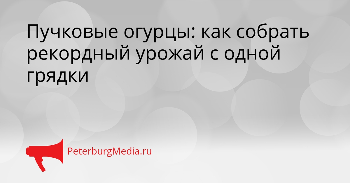 Пучковые огурцы: как собрать рекордный урожай с одной грядки Сгенерировано