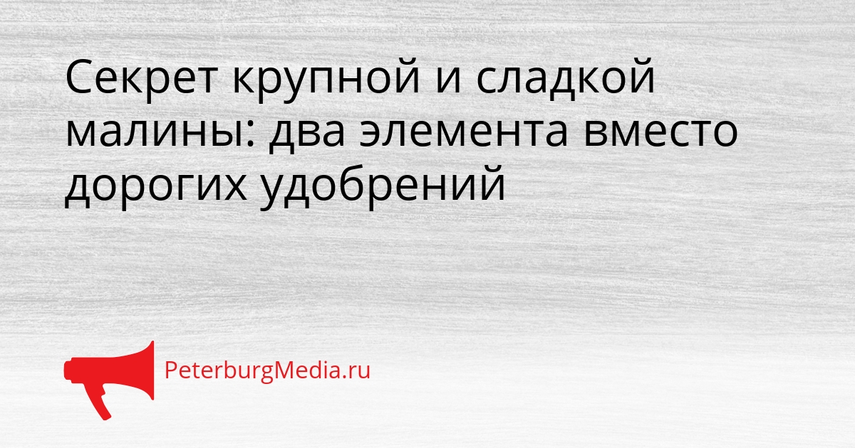 Секрет крупной и сладкой малины: два элемента вместо дорогих удобрений Сгенерировано