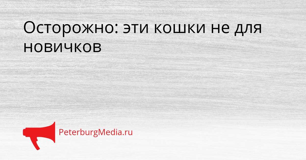 Осторожно: эти кошки не для новичков Сгенерировано