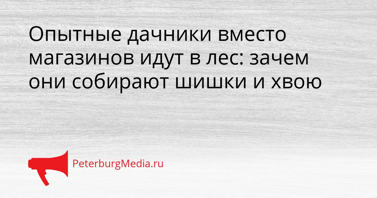 Опытные дачники вместо магазинов идут в лес: зачем они собирают шишки и хвою Сгенерировано