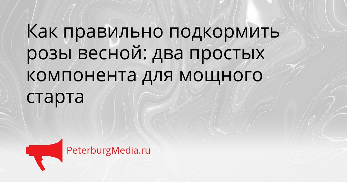 Как правильно подкормить розы весной: два простых компонента для мощного старта Сгенерировано