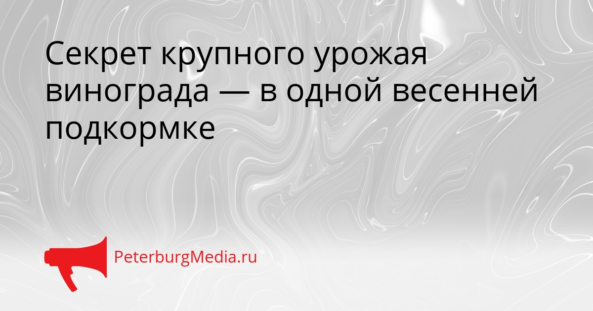 Секрет крупного урожая винограда — в одной весенней подкормке Сгенерировано