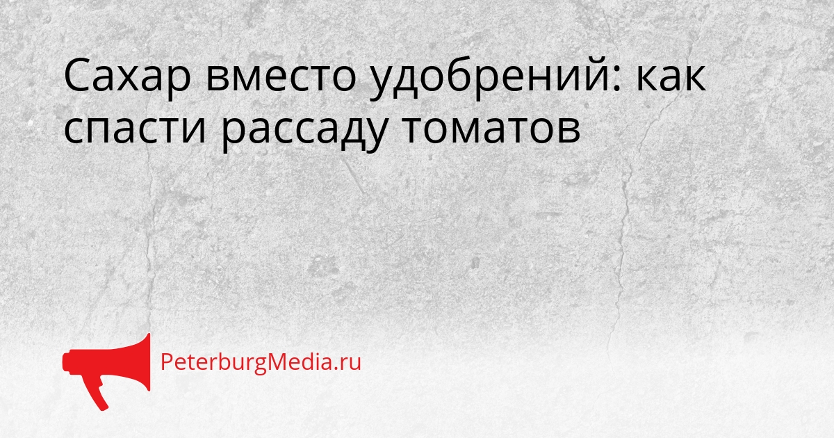 Сахар вместо удобрений: как спасти рассаду томатов Сгенерировано