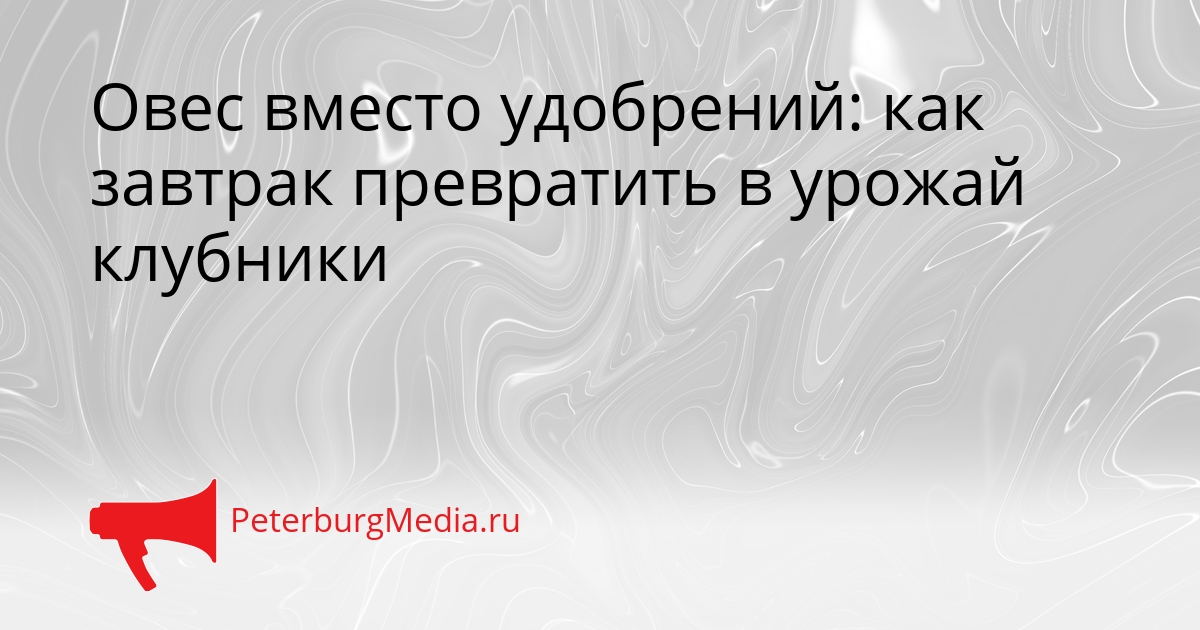 Овес вместо удобрений: как завтрак превратить в урожай клубники Сгенерировано